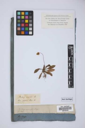 Plantago arvensis Presl
