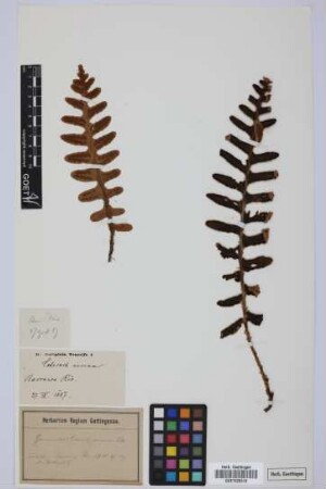 Ceterach aureum (Cav.) L. v. Buch