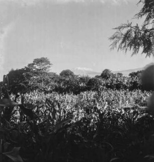 Bananenplantage : Bananplantage bei Mawenzi