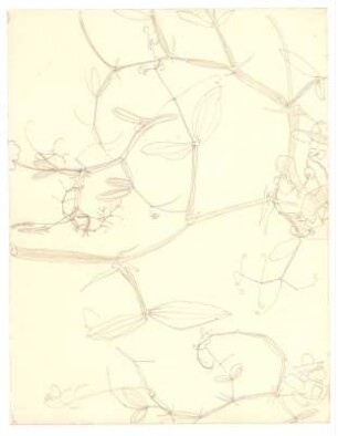 Pflanzenstudien : Wickenranken mit Blüten