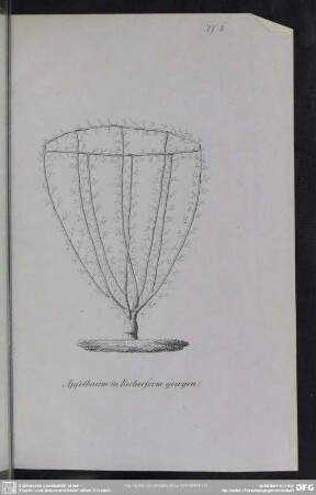 Tf. 4. Apfelbaum in Becherform gezogen
