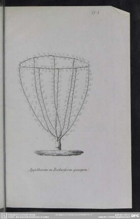 Tf. 4. Apfelbaum in Becherform gezogen