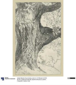 Baumstudie