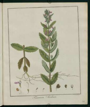 41r, Teucrium Scordium