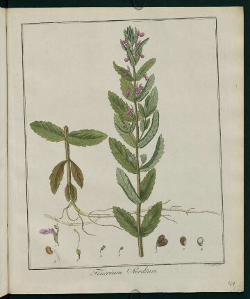 41r, Teucrium Scordium