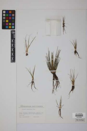 Isoetes echinospora Dur.