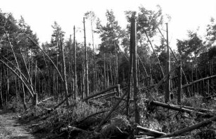 Baden-Baden: Autobahnkreuz; Sturmschäden im Kiefernwald bei Baden-Baden; Ausschnitte aus Wald
