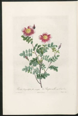 Rosa Pimpinellifolia flore variegato. La Pimprenelle aux Cent-Ecus. Langlois sculp.