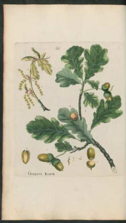 66. Quercus Robur