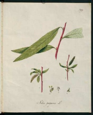 Salix purpurea L.