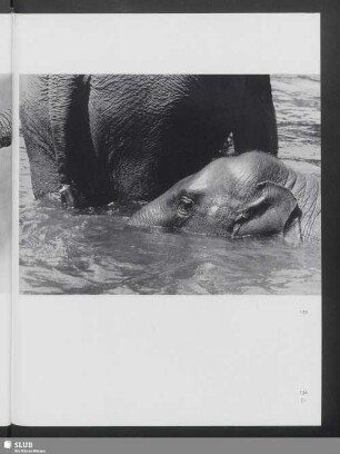 Hagenbeck