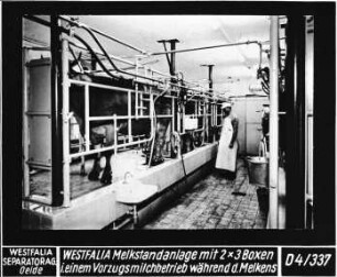 WESTFALIA Melkstandanlage mit 2 * 3 Boxen in einem Vorzugsmilchbetrieb während des Melkens