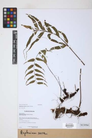 Asplenium serra Langsd. & Fisch.