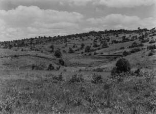 Savanne : Büsche und Gräser in der Savanne Tansanias