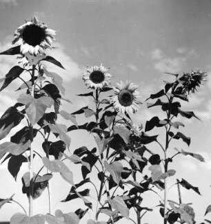Sonnenblumen. Gruppe gegen Himmel