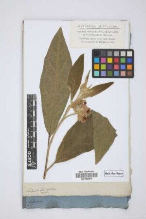 Solanum lanceolatum