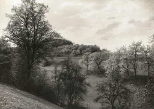 Landschaft am Elbhang bei Gauernitz