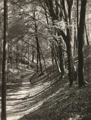 Dresden-Weißer Hirsch. Wegepartie mit Buchenbestand (Carpinus betulus L.) im Stechgrund (Mordgrund)