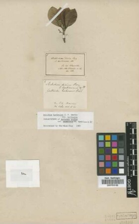 Guettarda barbinervis Sieber ex DC. [isolectotype]