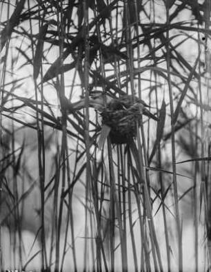 Teichrohrsänger : Teichrohrsänger (Acrocephalus scirpaceus) am Nest.