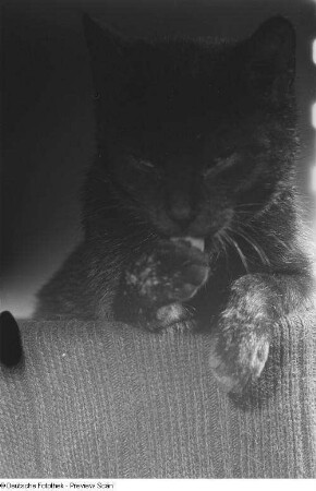 Eine sich putzende, schwarze Katze
