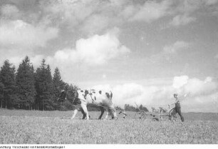 Landschaften, jugendliche Wandergruppe, 1948