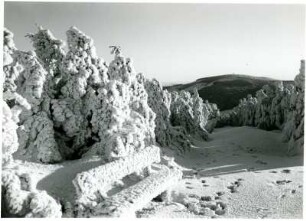 Erzgebirge, Blick zum Klínovec (deutsch: Keilberg) über mit Raufrost und Schnee überzogene Fichten