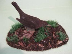 Amsel, Turdus merula, weiblich