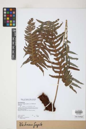 Blechnum fragile (Liebm.) C.V.Morton & Lellinger