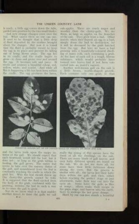[Seiten 433 - 532]