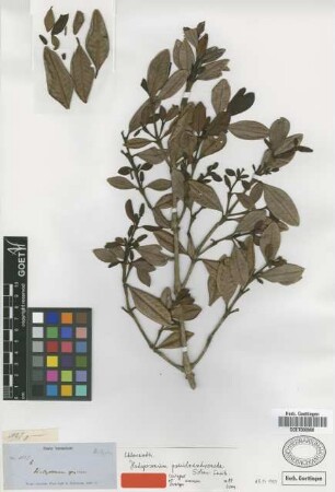 Hedyosmum pseudoandromeda Solms-Laub. [isolectotype]
