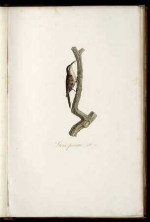 Grin pereau Pl. 72 [bis] Le Go-ruck Pl. 88