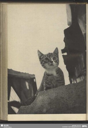 Katze auf Mauer