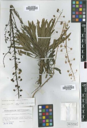 Verbascum cystolithicum (Pettersson) Huber-Morath