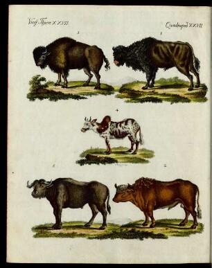 Ochsen verschiedener Art.