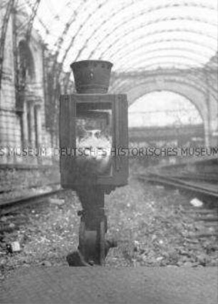 Streunende Katze im stillgelegten Lehrter Bahnhof (Berlin-West)