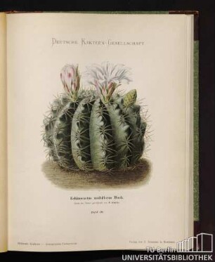 Echinocactus multiflorus Hook