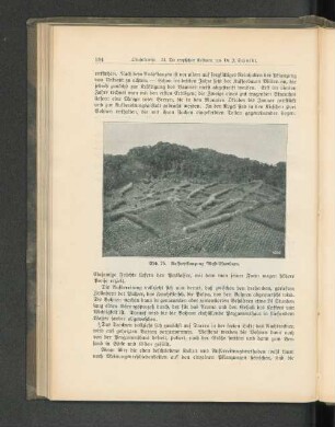 Abb. 75. Kaffeepflanzung West-Usambara.