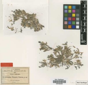 Astragalus pringlei S.Watson [type]