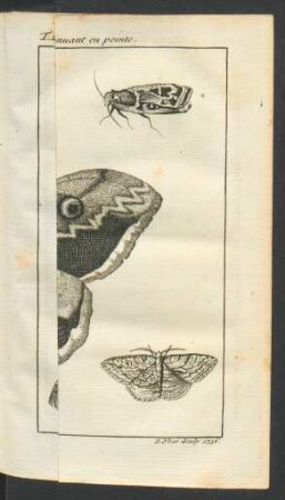 Tafel: Les Papillons de nuit