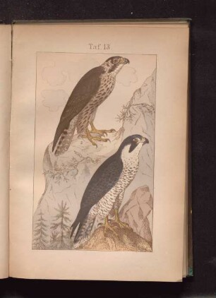 Taf. 13