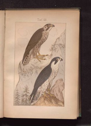 Taf. 13