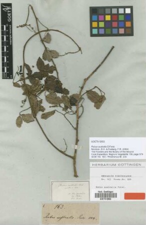 Rubus australis G.Forst. [type]