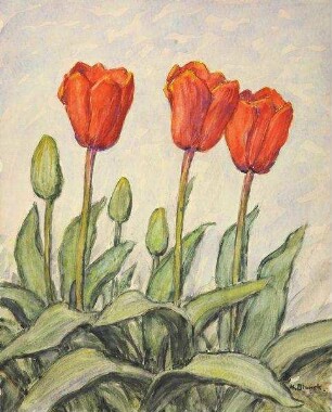 "Red MatadorTulpen"