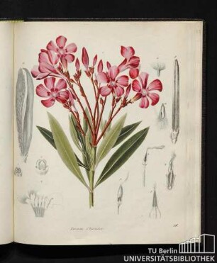 Nerium Oleander.