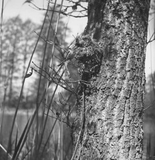Schwanzmeise am Nest : Eine Schwanzmeise (Aegithalos caudatos Linnaeus) am Nest.