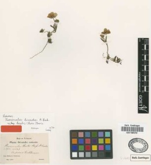 Ranunculus huetii Boiss. [isotype]