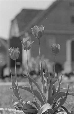 Blühende Tulpen auf einem Grab