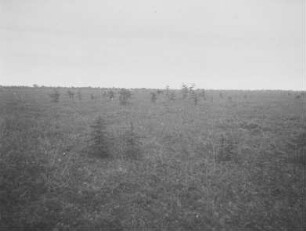 Tundra bei Shikuka (heute Poronaysk) : Landschaftsausschnitt