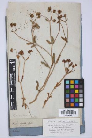 Fedia dentata Vahl